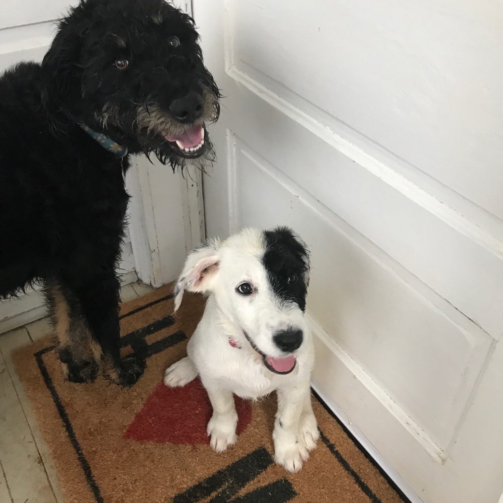 Meet your Posher, Hannah